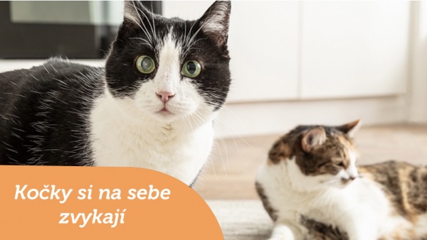 Kočky si na sebe zvykají