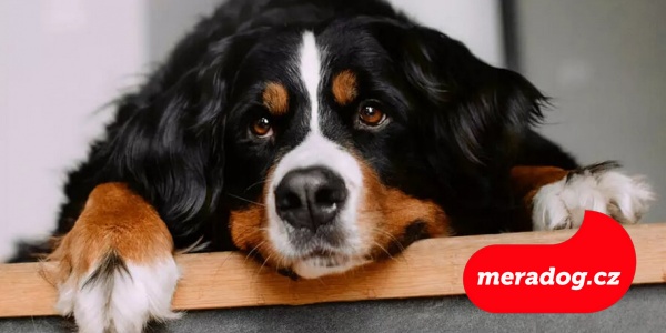 Bernský salašnický pes 