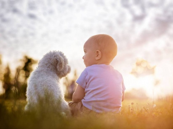 Potravinové alergie u psů