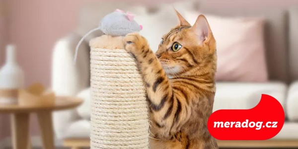 Jak zabavit kočku: Praktické tipy pro šťastný život v bytě