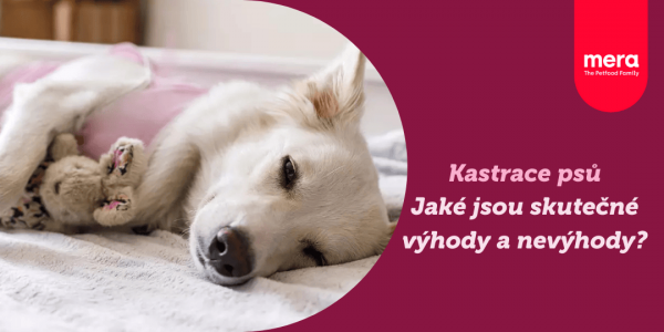 Výhody a nevýhody kastrace psů