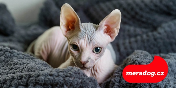 Kočka Sphynx: Vše, co potřebujete vědět o tomto fascinujícím bezsrstém plemeni