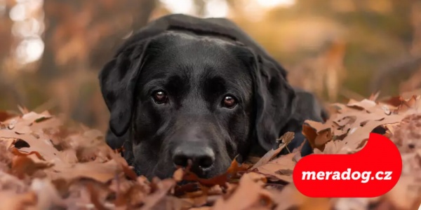 Labradorský retrívr 