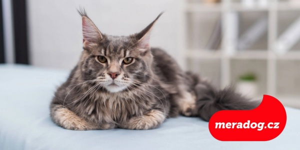 Mainská mývalí kočka: Vše, co potřebujete vědět o něžném obrovi