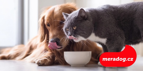 Mohou psi jíst kočičí krmivo?