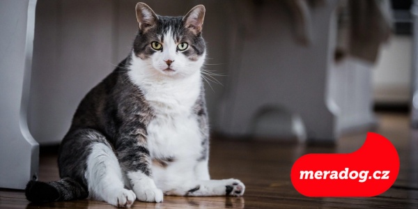 Nadváha u koček: Proč je nebezpečná a jak s ní zatočit?