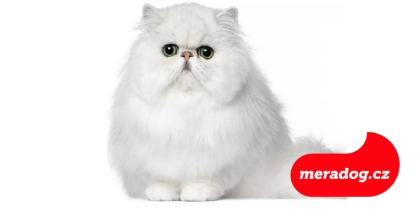Perská kočka: Vše co o ní potřebujete vědět