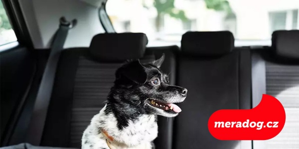 Přehřátí psa v létě: Jak ho ochladit a chránit (nejen) v autě