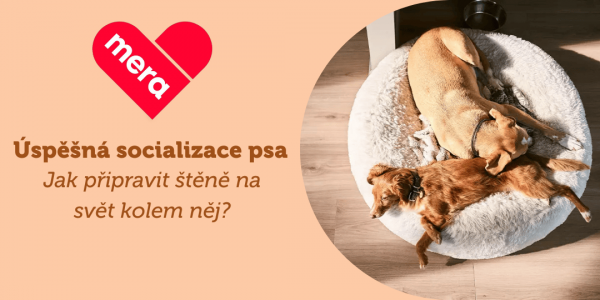 Úspěšná socializace a adaptace psa