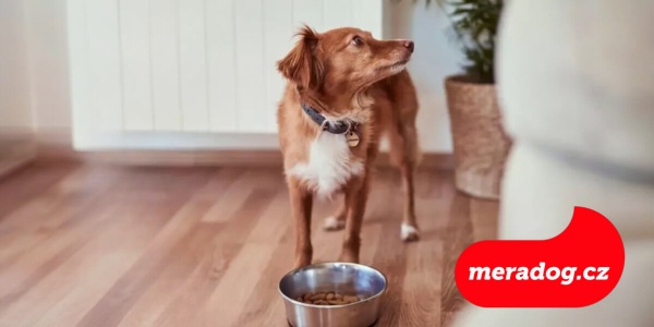 Jak na správné krmení malých psů