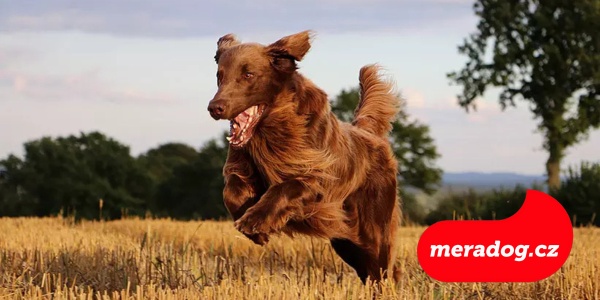 Správné krmení velkých psů