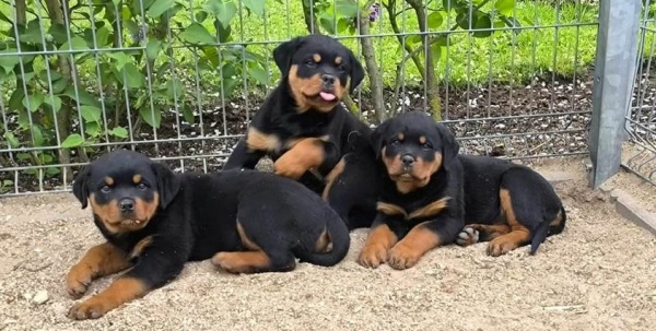 Rotvajler: Vše o povaze, výchově a zdraví