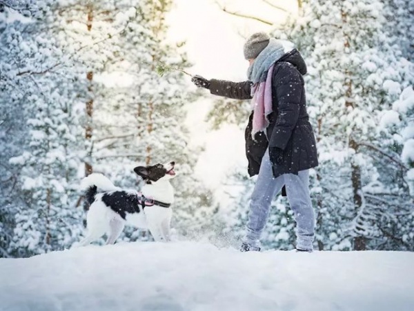 Psi v zimě – tipy a triky