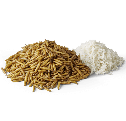 Ingredience Pure Sensitive Insect Protein